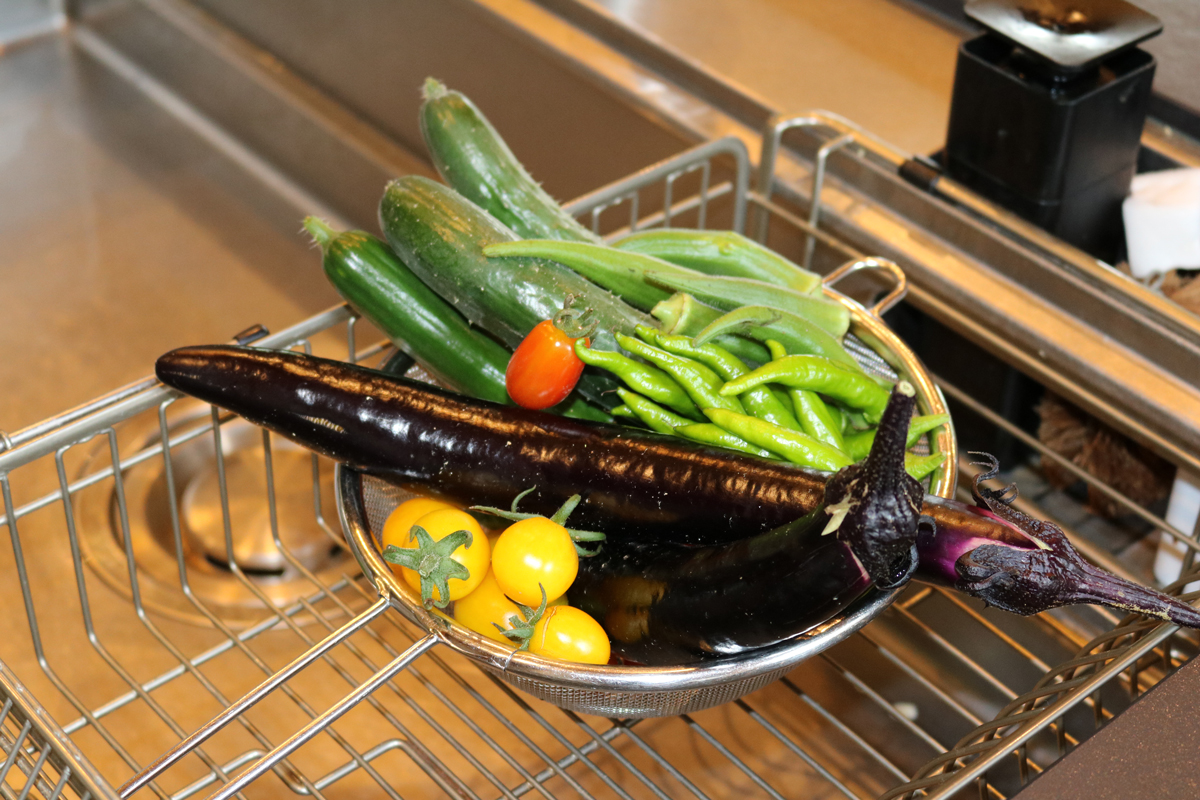 家庭菜園で採れた野菜